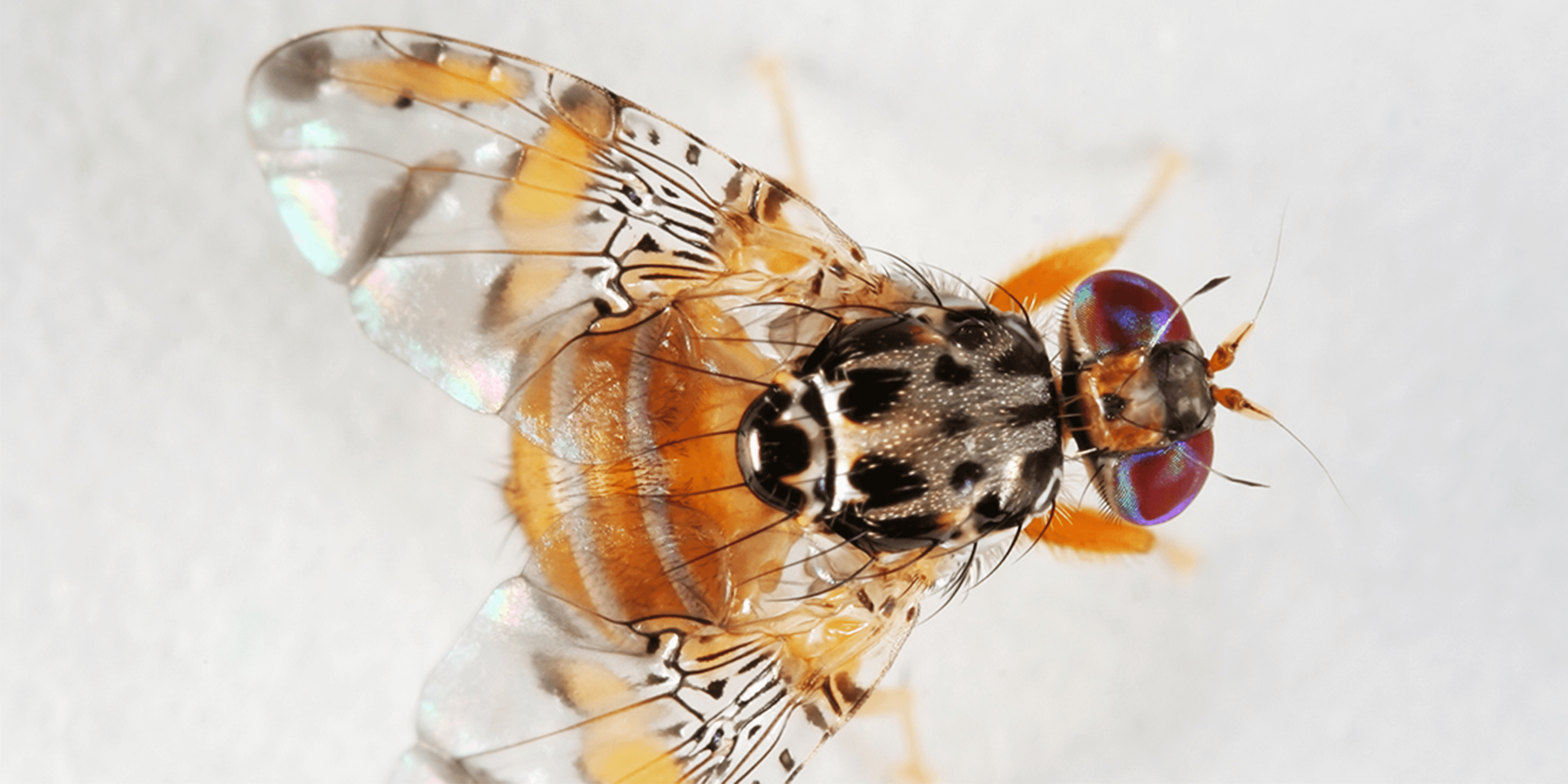 Life-Cycle & Identification - Fruit Fly Africa